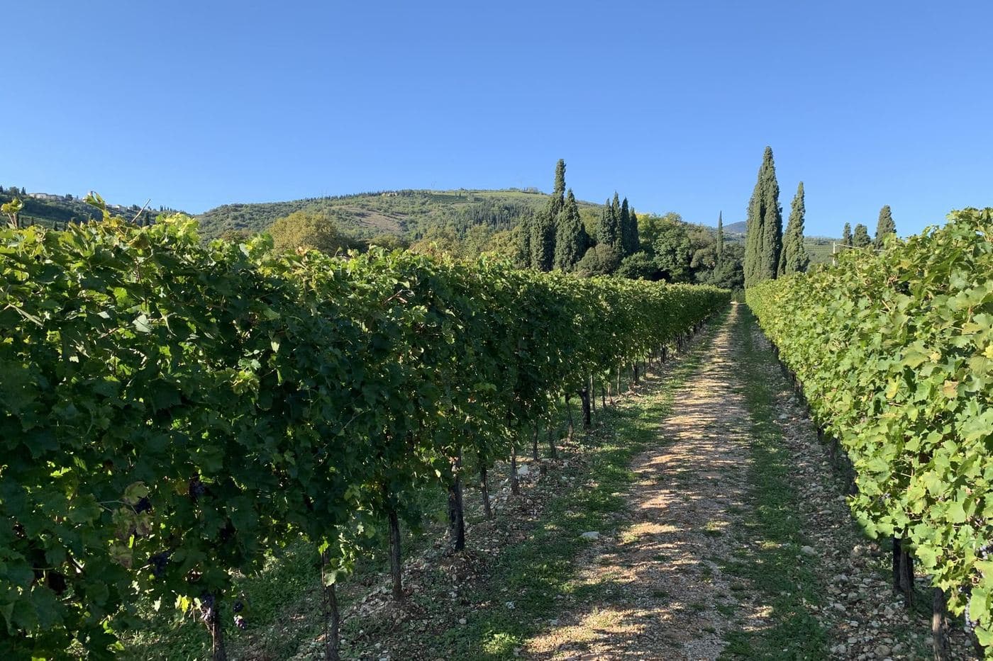 Fileiras de vinhedo com ciprestes e colina sob céu azul