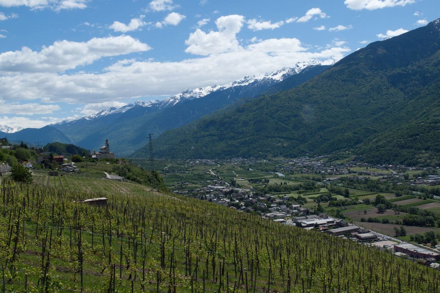 Vinhedos em encosta íngreme da Valtellina com Alpes nevados ao fundo