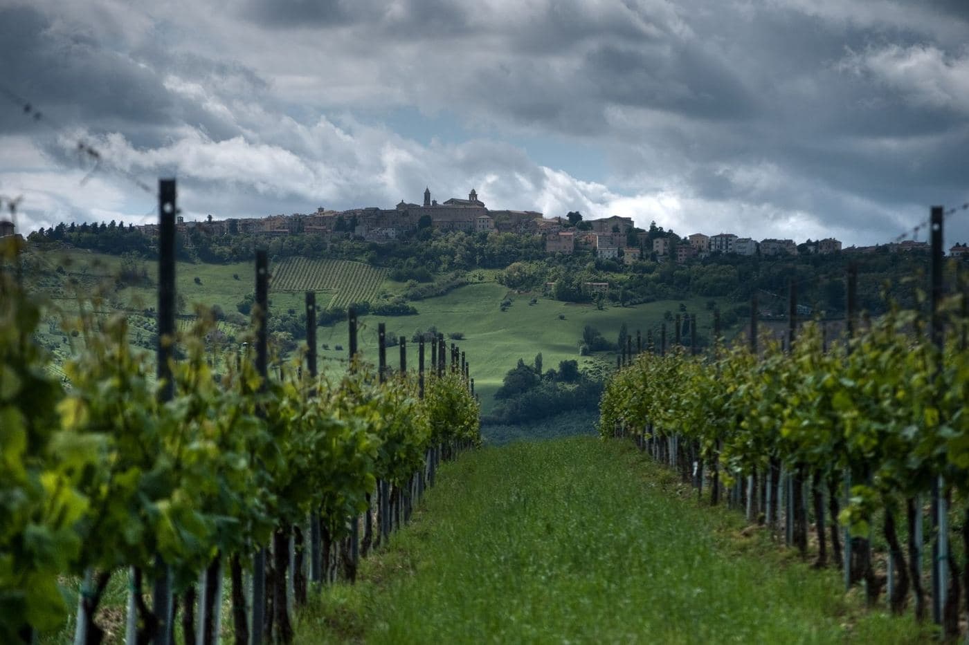 Fileiras de Verdicchio em Cupramontana com a cidade no alto da colina