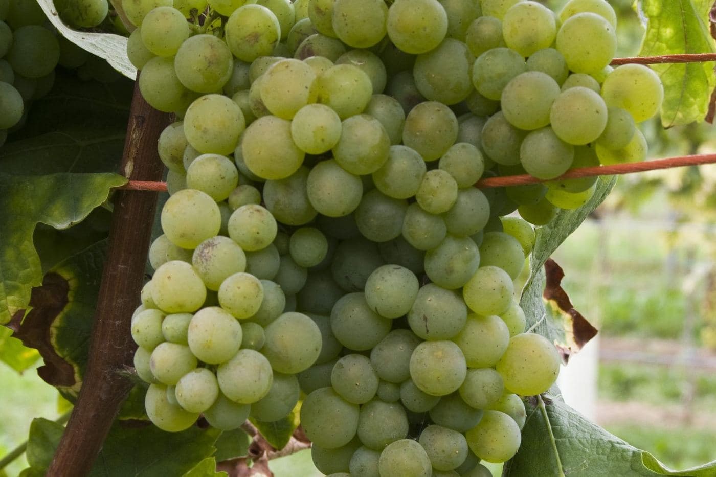 Cacho de uva Verdicchio na videira