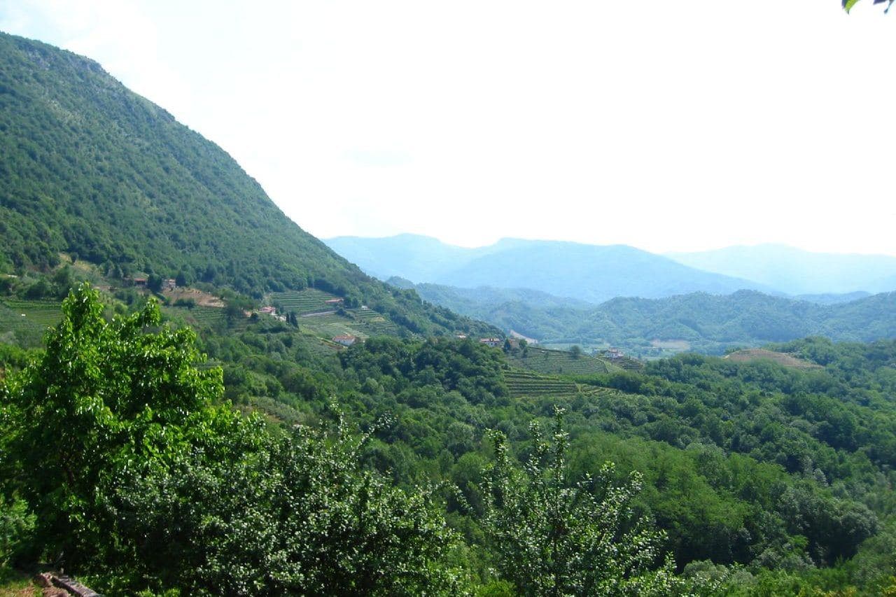 Colinas verdes e vinhedos da DOCG Ramandolo, no Friuli