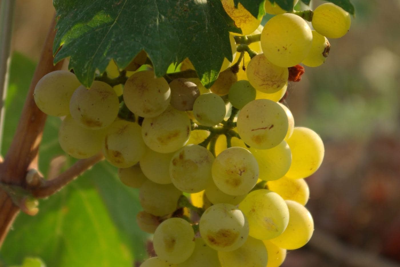 Cacho dourado de Vermentino iluminado pelo sol entre folhas