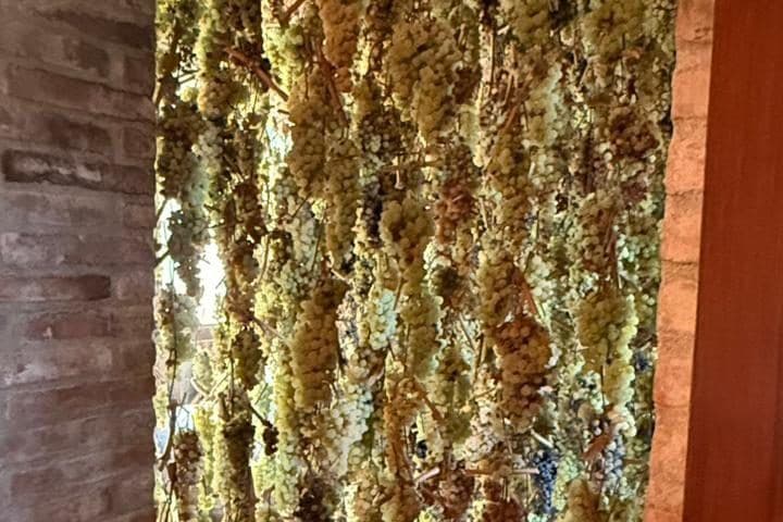 Cachos de uvas brancas pendurados para secar em adega toscana