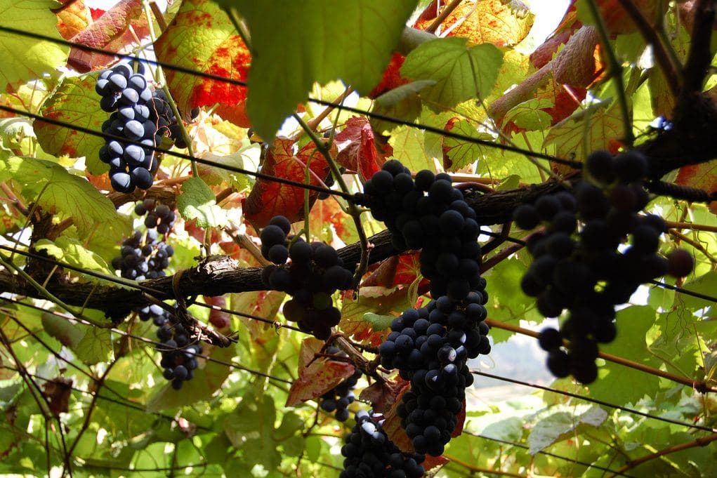 Cachos de uvas tintas entre folhas avermelhadas numa vinha do Minho