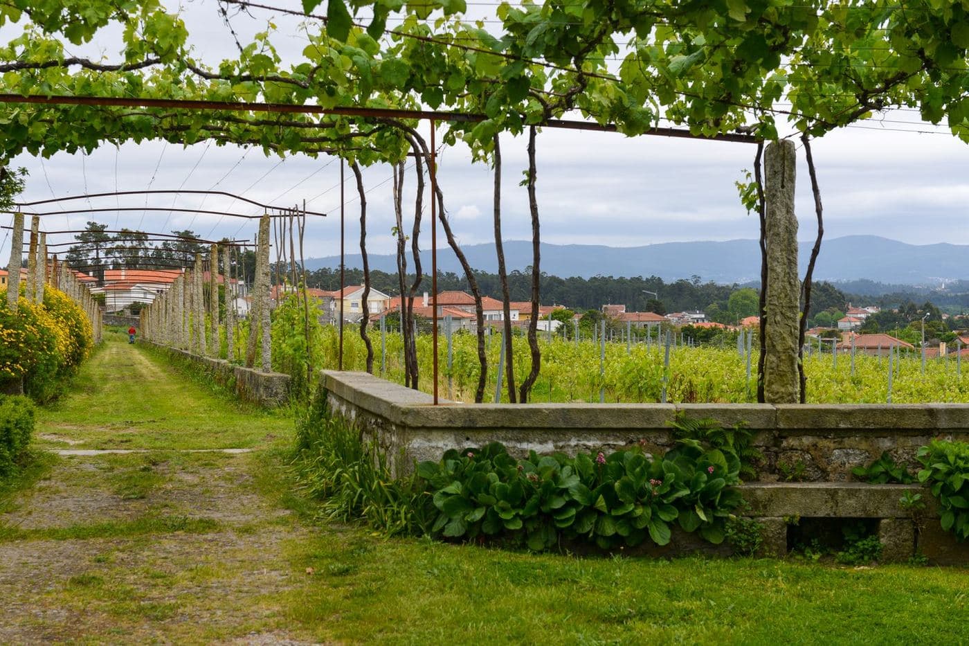Vinha em ramada com pilares de granito em Anha, Viana do Castelo
