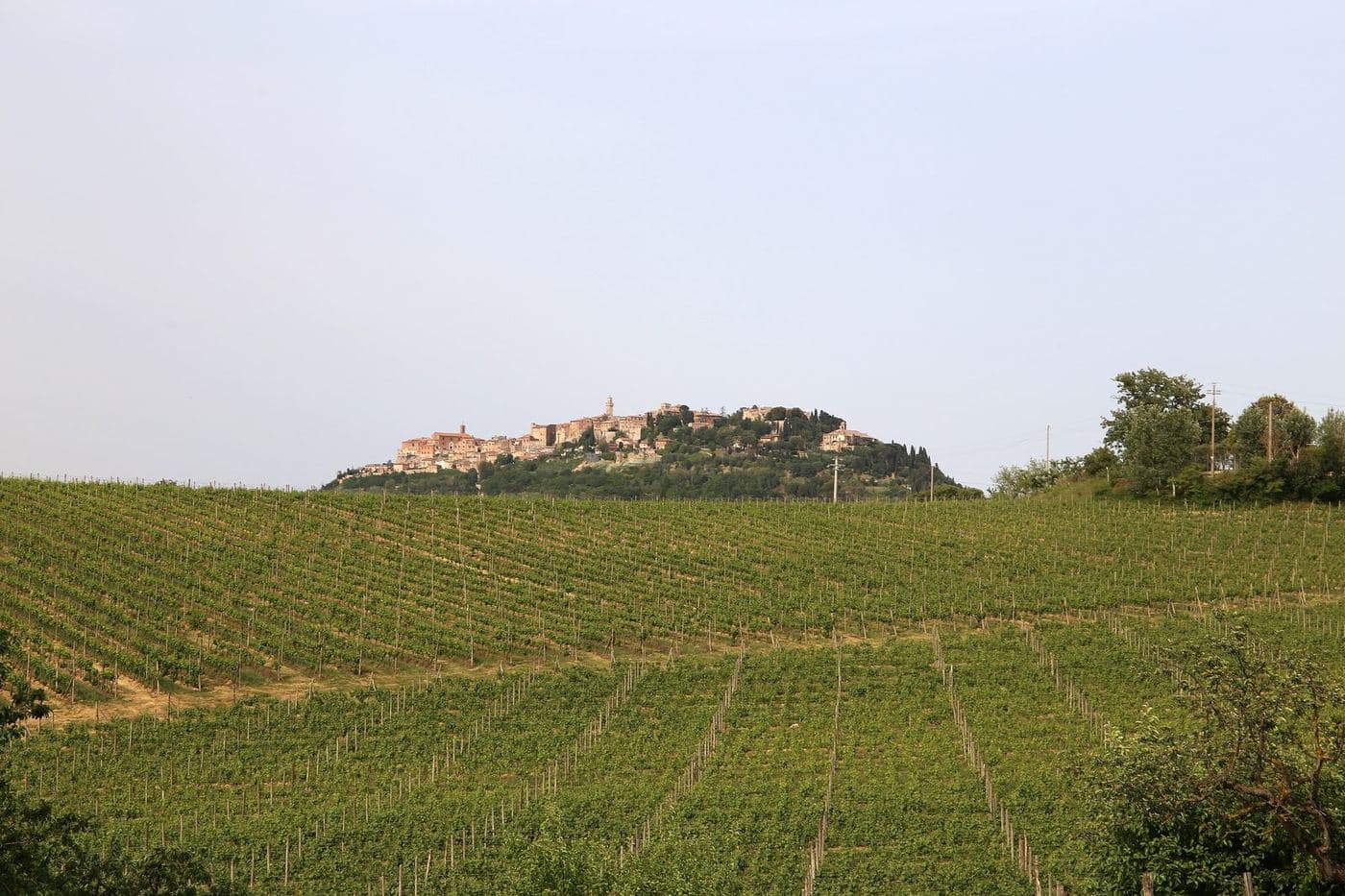Vinhedos verdes com a cidade de Montepulciano no alto da colina
