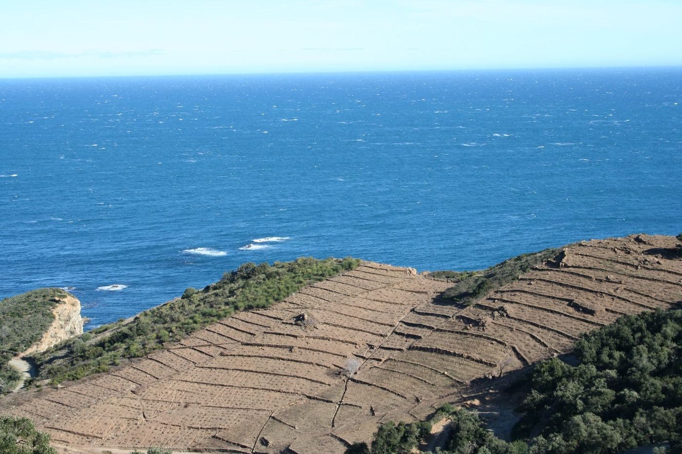 Vinhedos em terraços de xisto à beira do Mediterrâneo em Banyuls
