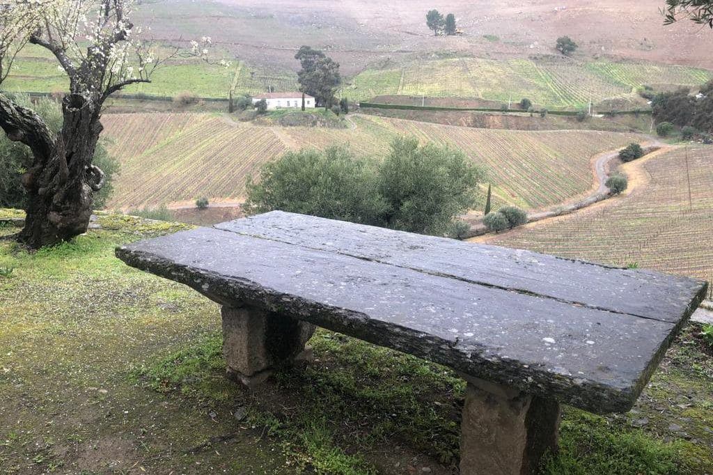 Banco de pedra e oliveira diante de vinhedos em socalcos no Douro