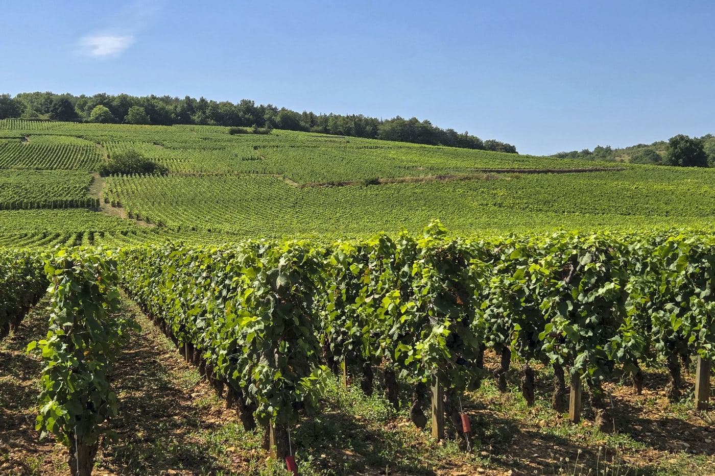 Fileiras de vinhas do Domaine de la Romanée-Conti em Vosne-Romanée no verão