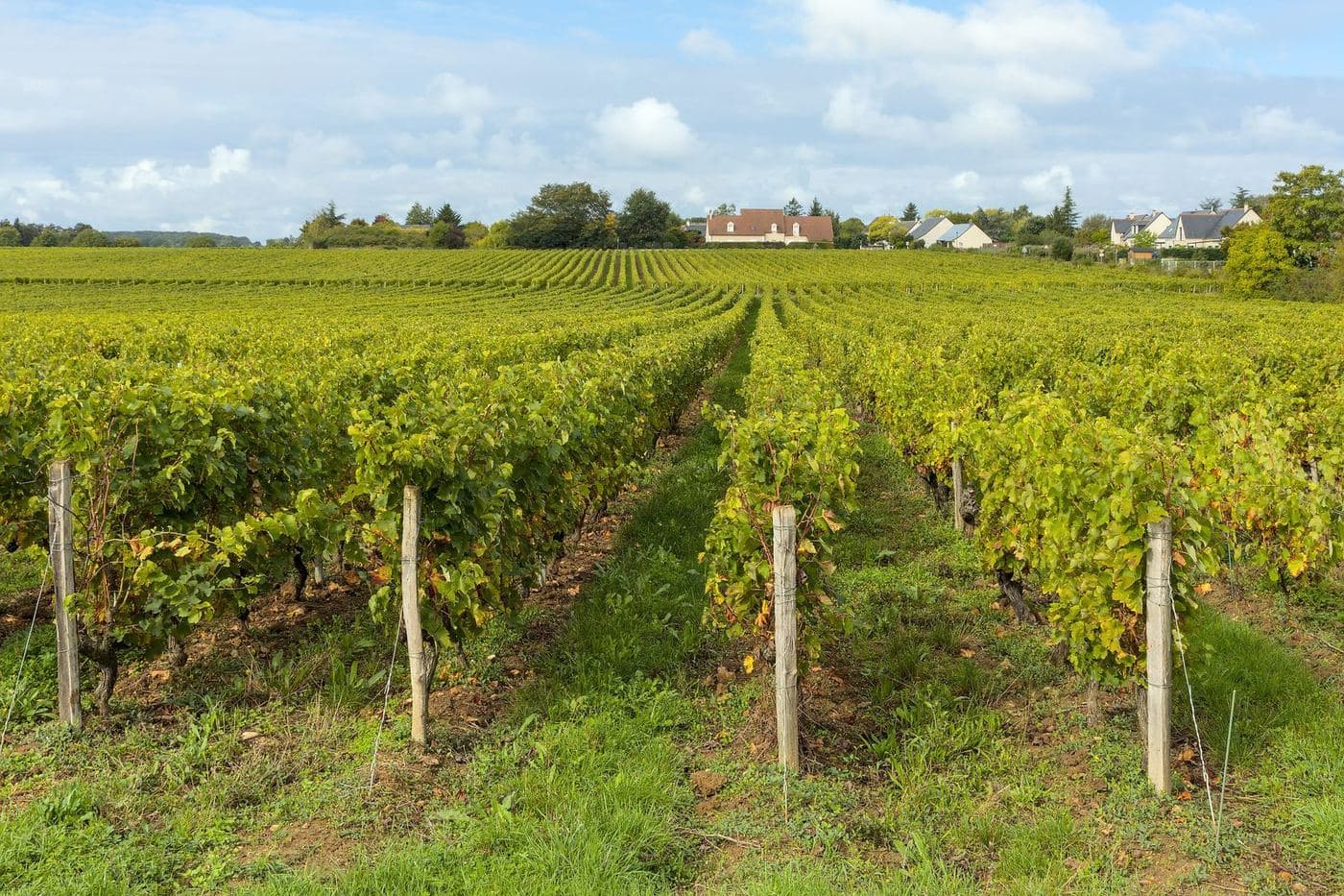 Fileiras de videiras em Rochecorbon, na denominação Vouvray