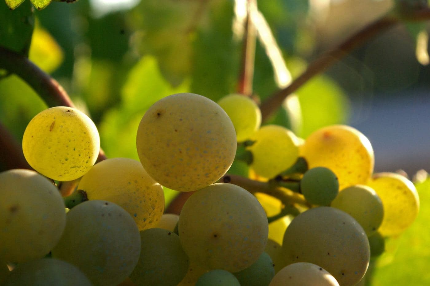 Close de bagos de uva Xarel·lo usados na produção de Cava